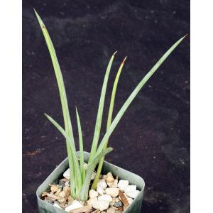 Agave gracielae 2-inch pots