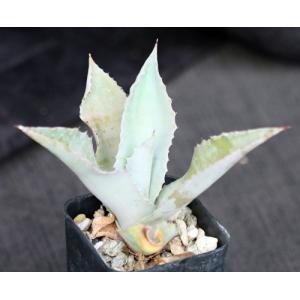 Agave gypsophila 2-inch pots