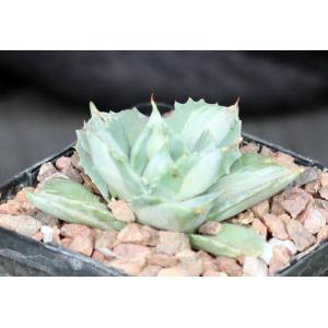 Agave isthmensis cv Ohi Raijeri 5-inch pots