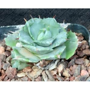 Agave isthmensis (dwarf) 5-inch pots