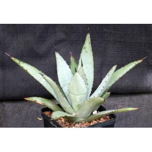 Agave macracantha 5-inch pots
