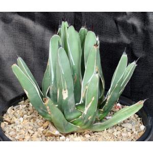 Agave nickelsiae 3-gallon pots