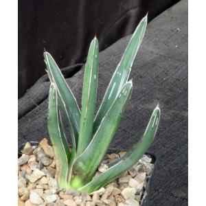 Agave nickelsiae 5-inch pots