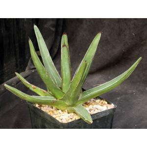 Agave nickelsiae one-gallon pots