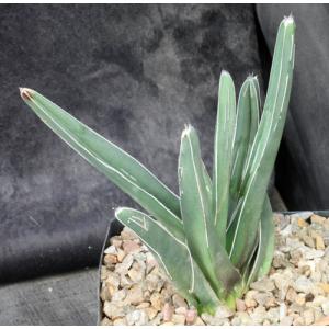 Agave nickelsiae one-gallon pots