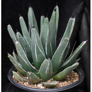 Agave nickelsiae 5-gallon pots