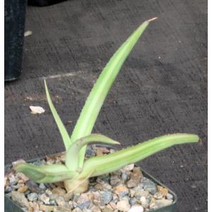 Agave nizandensis 4-inch pots