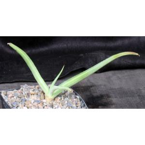 Agave nizandensis one-gallon pots