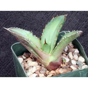 Agave oteroi (FO76) 4-inch pots