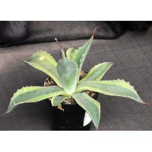Agave ovatifolia cv Orca 3-inch pots