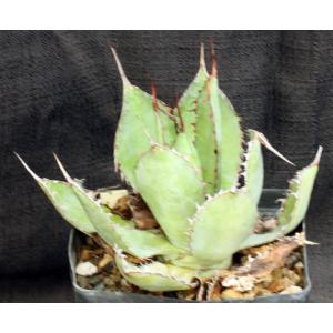 Agave bovicornuta one-gallon pots
