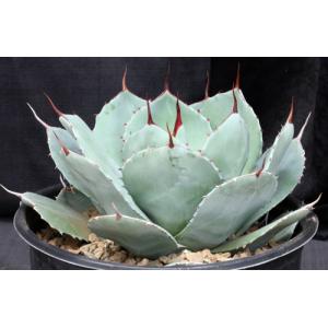 Agave parryi var. truncata 3-gallon pots