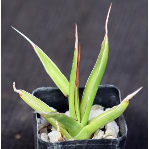Agave pelona 2-inch pots
