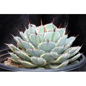Agave potatorum cv kichiokan (variegated) 3-gallon pots
