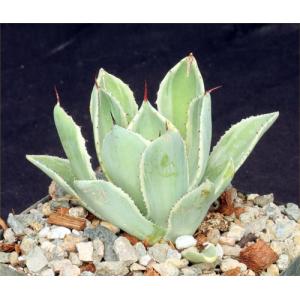 Agave potatorum cv kichiokan (variegated) 5-inch pots