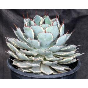 Agave potatorum cv kichiokan (variegated) 2-gallon pots