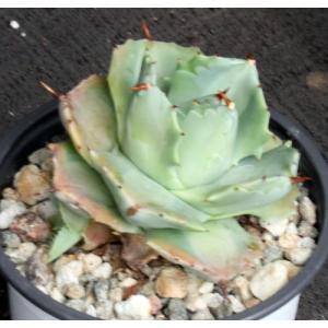 Agave verschaffeltii (dwarf) 4-inch pots