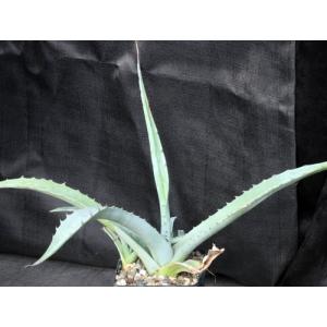 Agave scabra (asperimma) 5-inch pots