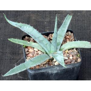 Agave scabra var. zarcensis 5-inch pots