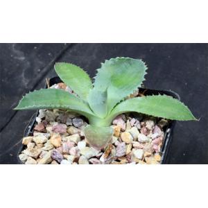 Agave Seemanniana 5 Inch Pots Arid Lands Greenhouses