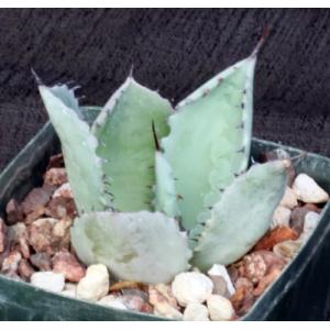 Agave shrevei ssp. shrevei 4-inch pots