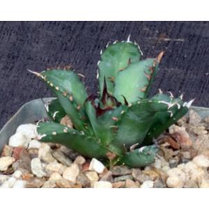 Agave oteroi (dwarf) 5-inch pots