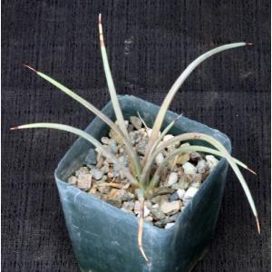 Agave striata cv Hedgehog 4-inch pots