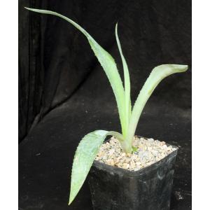 Agave tequilana one-gallon pots