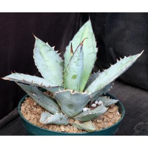 Agave titanota 8-inch pots