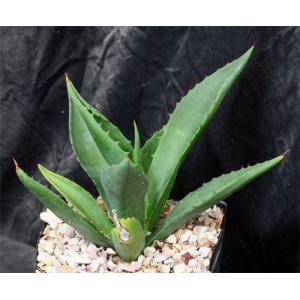 Agave underwoodii one-gallon pots