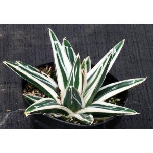 Agave victoriae-reginae cv White Rhino 4-inch pots