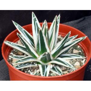 Agave victoriae-reginae cv White Rhino 6-inch pots