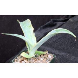 Agave vilmoriniana cv Stained Glass 4-inch pots