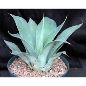 Agave vilmoriniana cv Blue Flame 8-inch pots