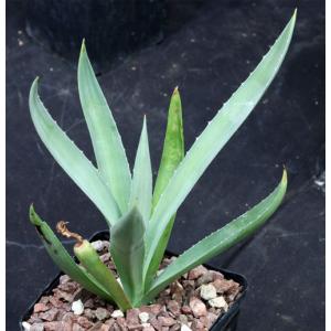 Agave vivipara (angustifolia) 5-inch pots