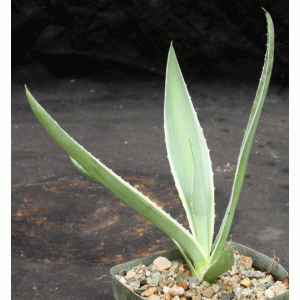 Agave vivipara (angustifolia) variegate 5-inch pots