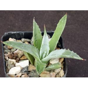 Agave vizcainoensis 2-inch pots