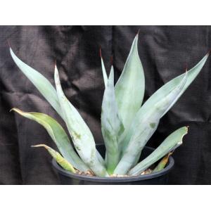 Agave weberi 5-gallon pots