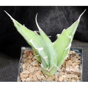 Agave xylonacantha 5-inch pots