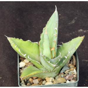 Agave xylonacantha 3-inch pots