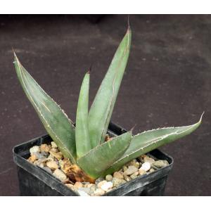 Agave cv Sharkskin 5-inch pots