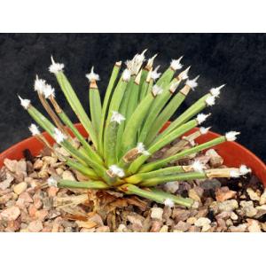 Agave albipilosa 8-inch pots