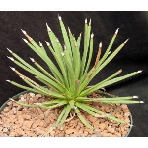 Agave albipilosa 8-inch pots