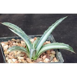 Agave americana var. medio-picta alba 5-inch pots