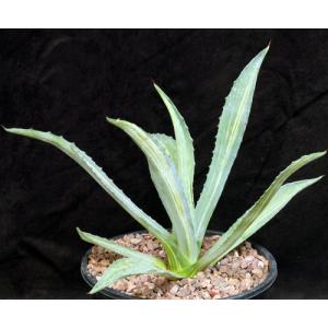 Agave americana cv Quasimoto 2-gallon pots