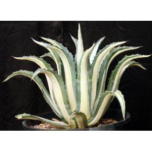 Agave americana var. medio-picta alba 15-gallon pots