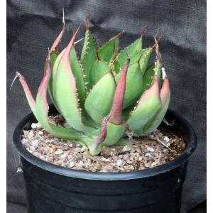 Agave bovicornuta 3-gallon pots