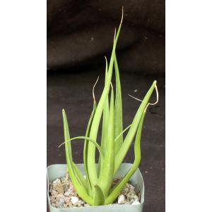 Agave bracteosa 4-inch pots