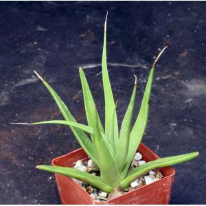 Agave bracteosa 3-inch pots