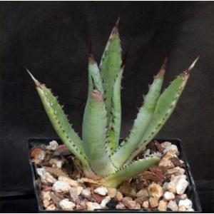 Agave capensis 5-inch pots